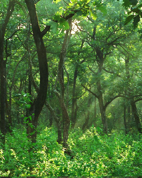 Jungle Vines Secret Pillow